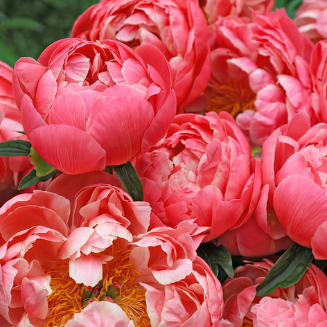 Peonies Peony roots for spring planting in UK