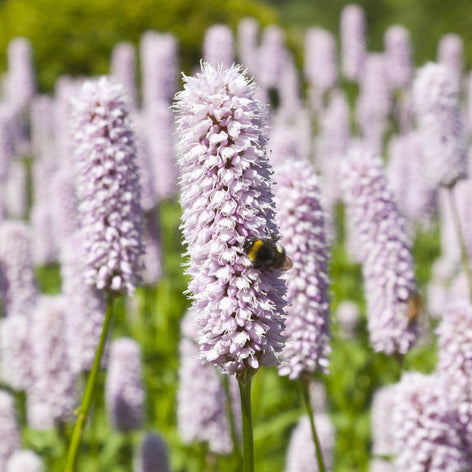 Persicaria (Bistort) Persicaria (Bistort) Bare Root Plants