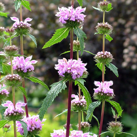 Phlomis (Jerusalem Sage) Phlomis (Jerusalem Sage) Bare Root Plants