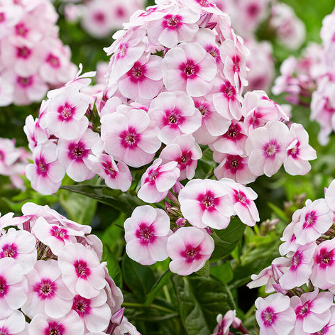 Phlox Phlox Bare Roots