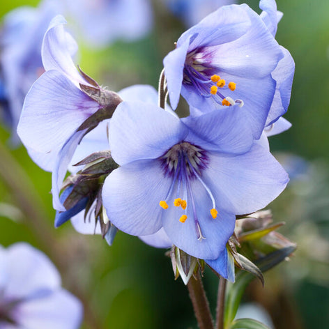Polemonium (Jacob's Ladder) Polemonium (Jacob's Ladder) bare root plants