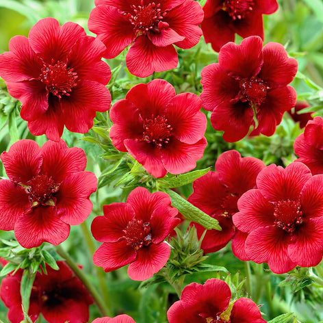 Potentilla (Cinquefoil) Potentilla 'Arc-en-ciel' (Cinquefoil)