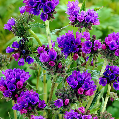 Pulmonaria (Lungwort) Pulmonaria (Lungwort) Bare Roots UK