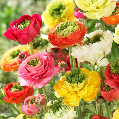 Ranunculus Ranunculus Bulbs and Corms UK Shipping