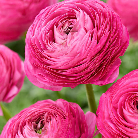 Ranunculus Buy Ranunculus Corms