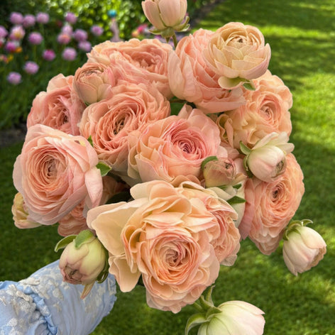 Ranunculus Romance™ Ranunculus Romance™ Collection