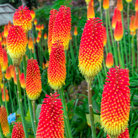 Red Hot Poker (Kniphofia) Red Hot Poker (Kniphofia)
