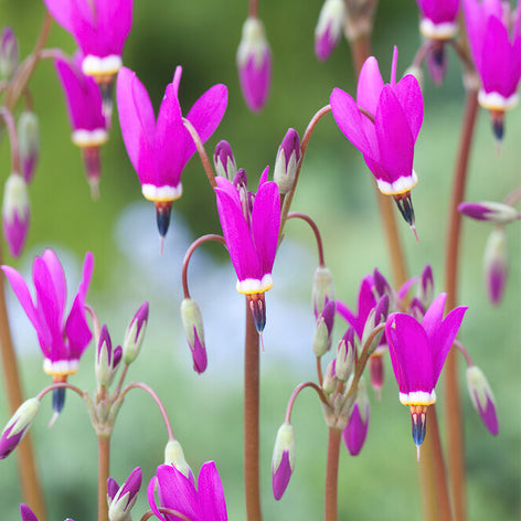 Shooting Stars (Dodecatheon) Shooting Stars (Dodecatheon)