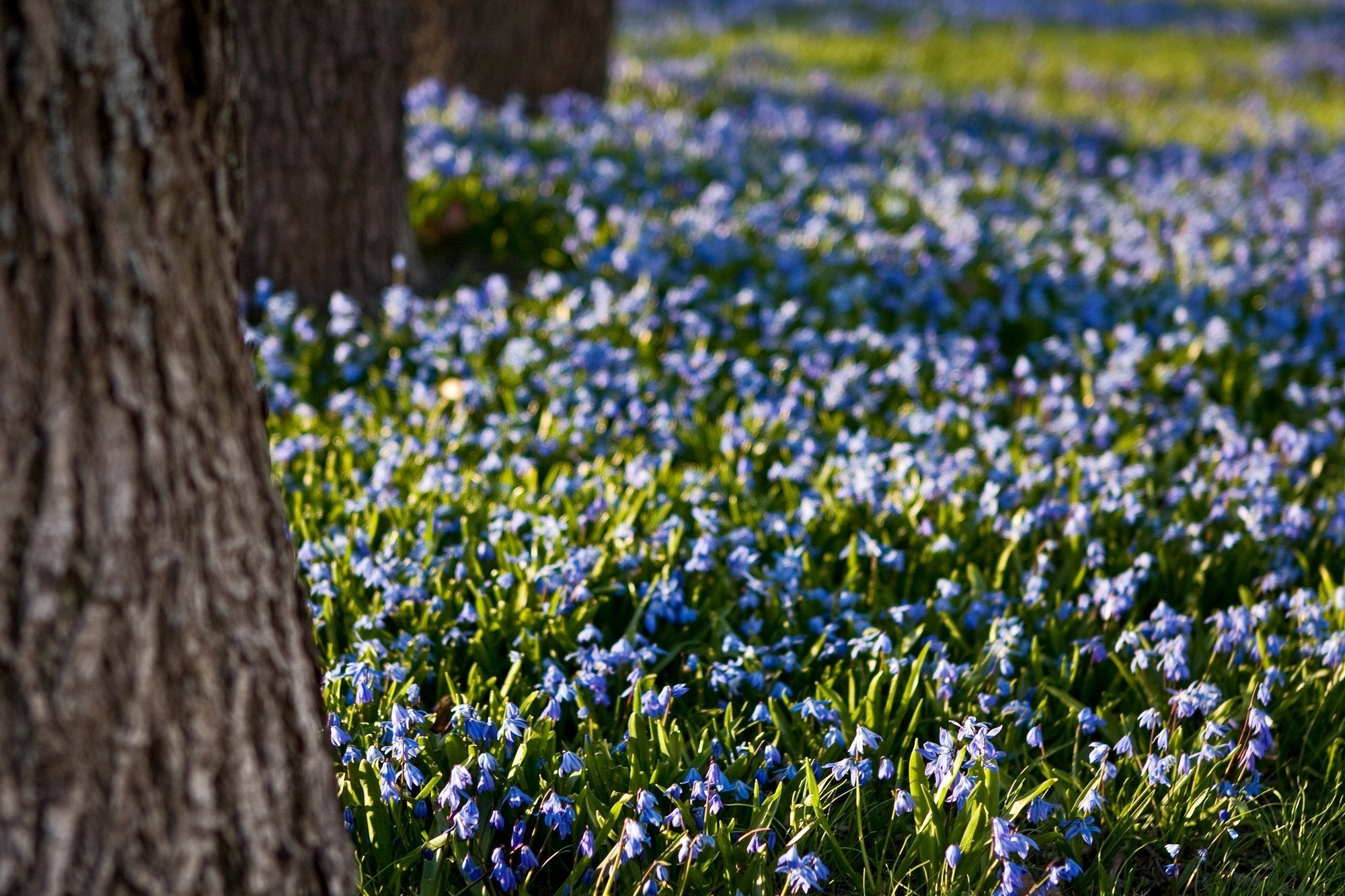 Scilla