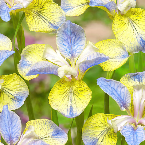 Siberian Iris (Iris Sibirica)