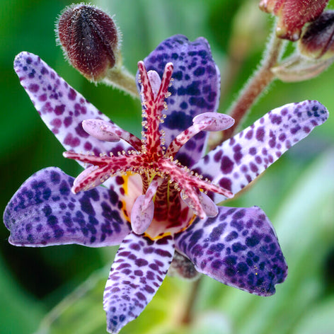Tricyrtis (Toad Lily) Tricyrtis (Toad Lily)