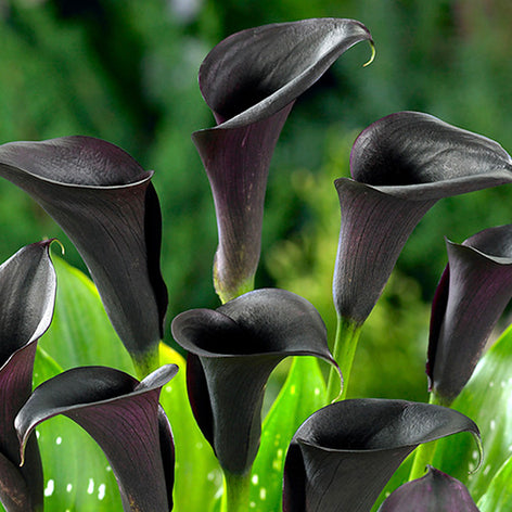 Calla Lilies Calla Lilies UK