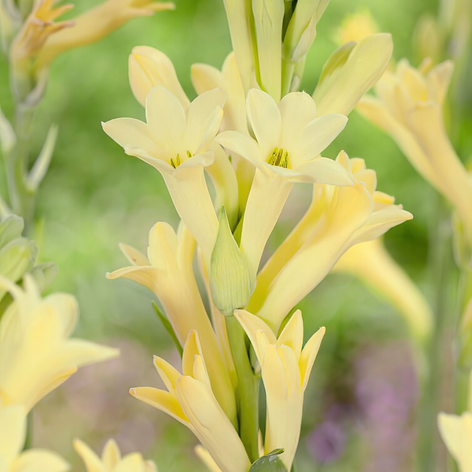 Polianthes (Tuberose) Polianthes Tuberose Bulbs