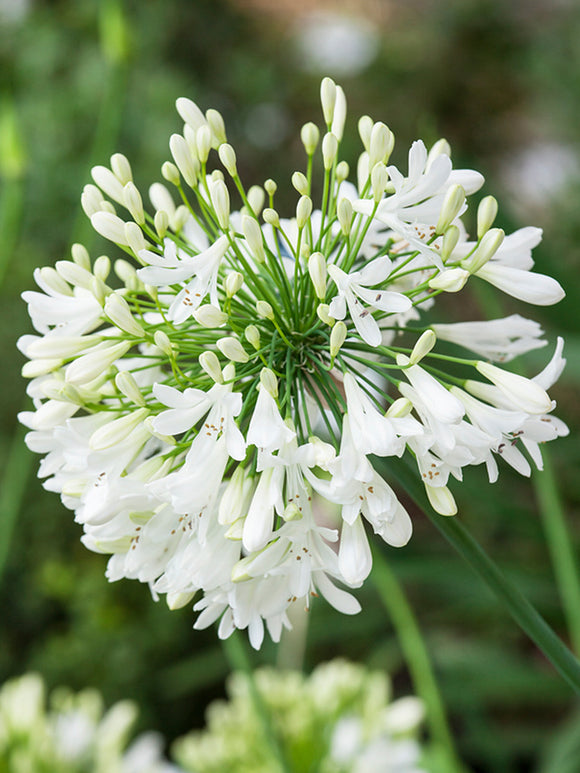Buy Agapanthus White Bare Roots