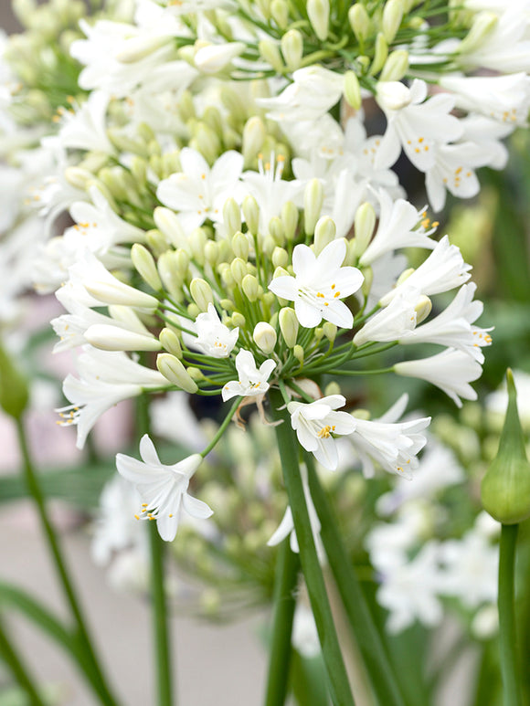 Agapanthus White