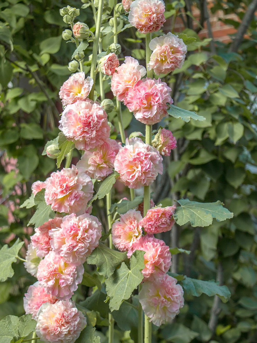 Alcea Tree Alcea Majorette Double Pink (Hollyhock) | DutchGrown™ UK