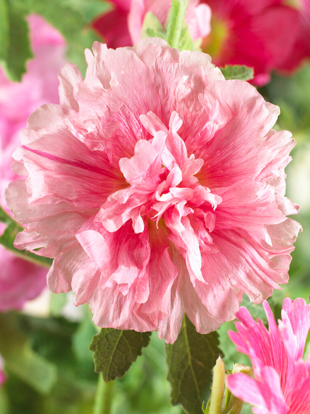 Alcea Tree Alcea Majorette Double Pink (Hollyhock) | DutchGrown™ UK