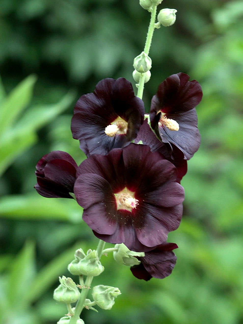 Althaea Rosa Alcea rosea Nigra (Hollyhock) | DutchGrown™ UK