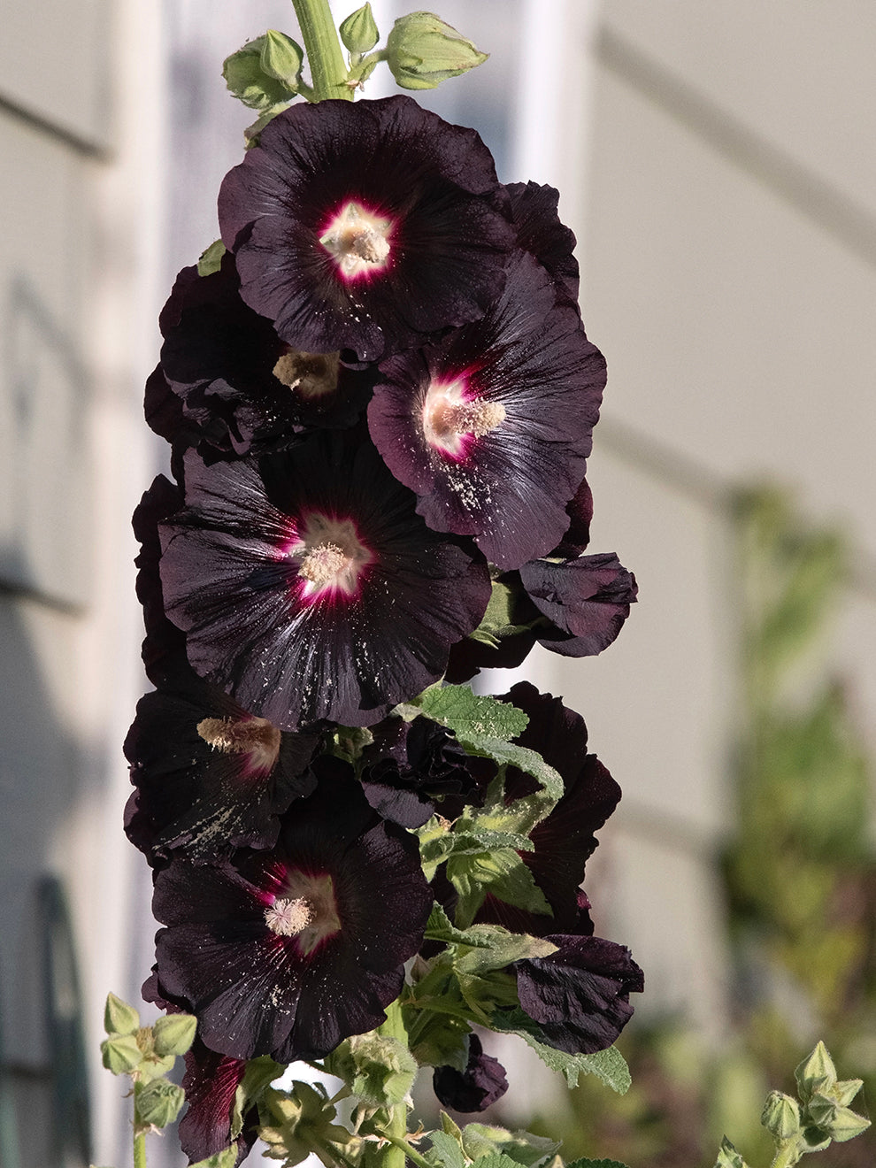 Alcea rosea Nigra (Hollyhock) | DutchGrown™ UK