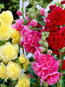 Alcea Chater's Double Mix (Hollyhock)