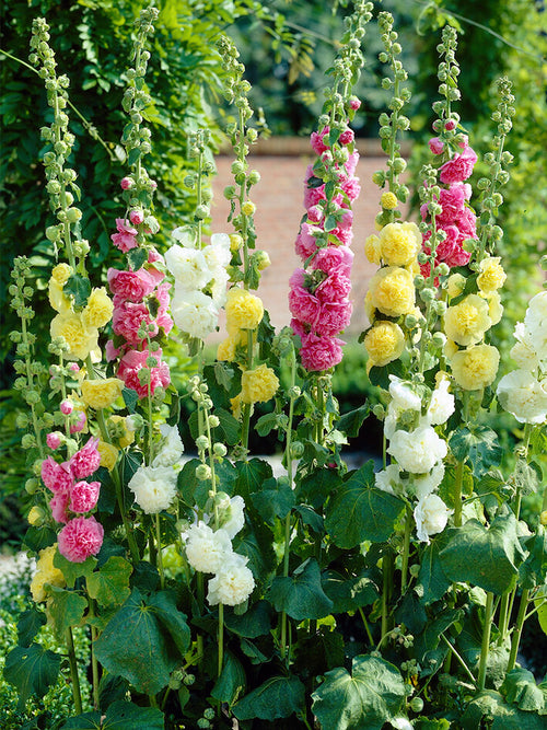 Alcea Rosea Chaters Double Mixed bare roots for spring planting and shipping