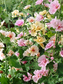 Alcea Chater's Single Mix (Hollyhock)