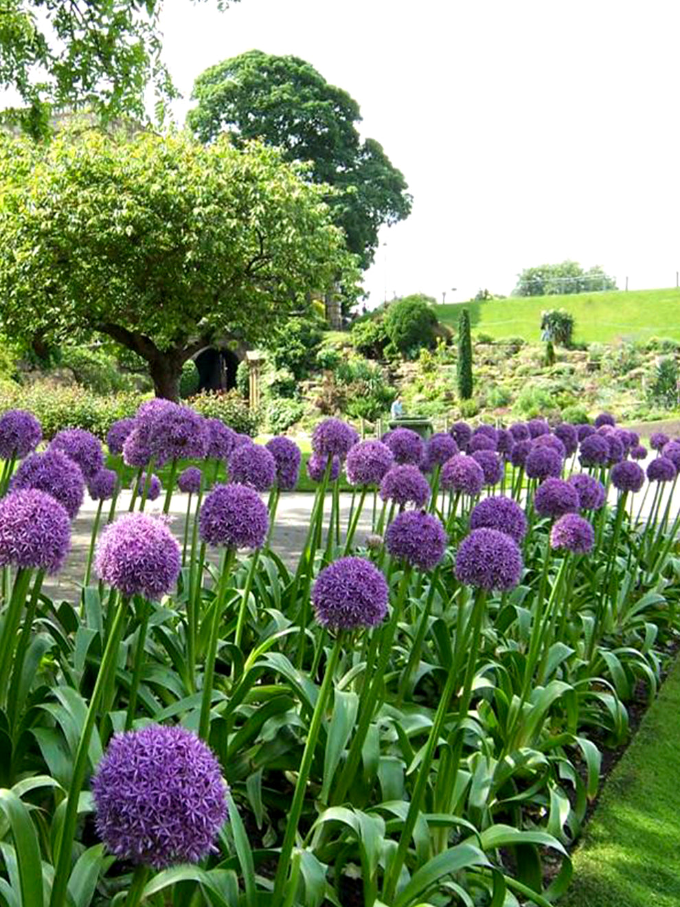 image.title Allium Ambassador: A Regal Purple Bloom