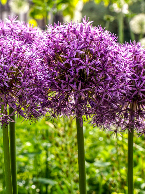 Allium Ambassador - autumn shipping