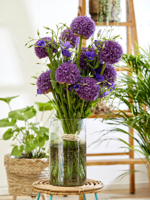 Allium Ambassador flower bulbs 