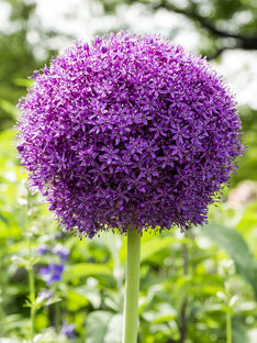 Allium Ambassador