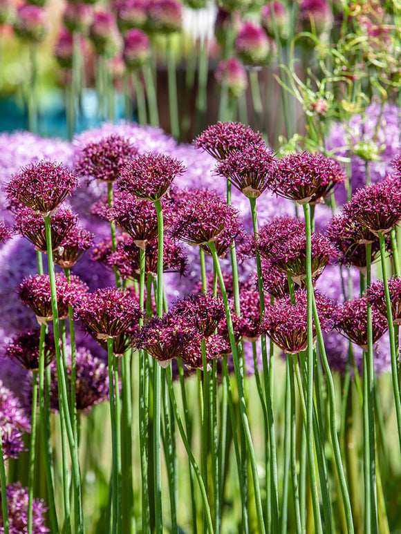 Allium Atropurpureum