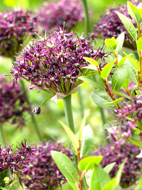 Allium Atropurpureum