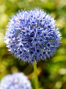 Allium Azureum