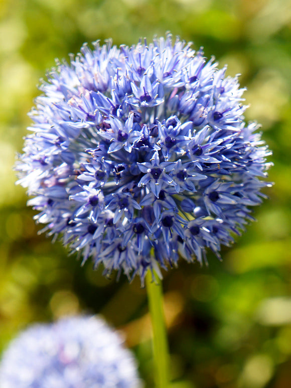 Allium Azureum flower bulbs - autumn shipping
