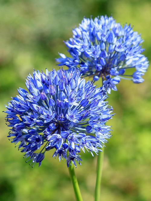 Buy Allium Azureum bulbs