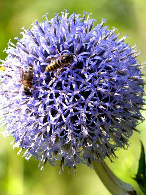 Allium Azureum - Uk Shipping, DutchGrown