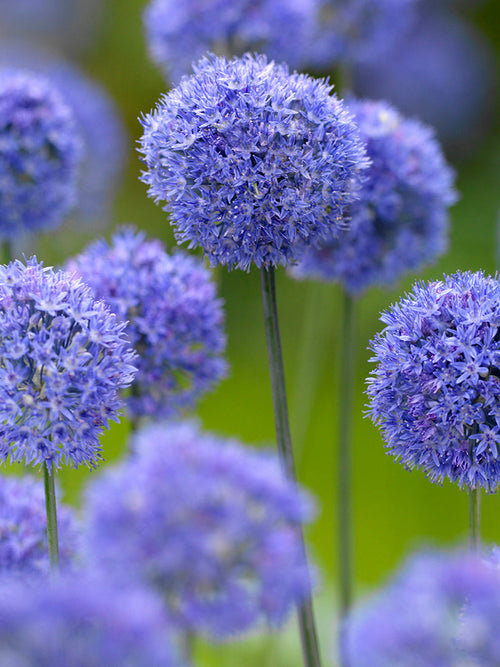 Allium Azureum