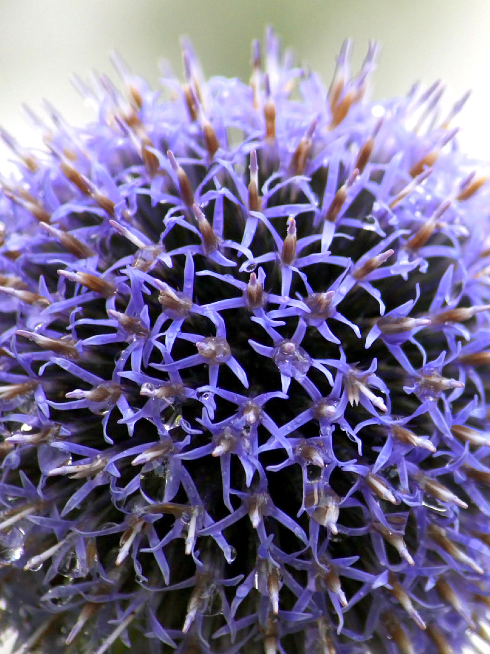 Azureuma Blue Allium Azureum Bulbs | DutchGrown™ UK