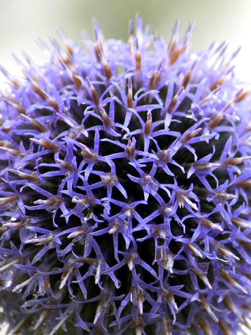 Allium Azureum