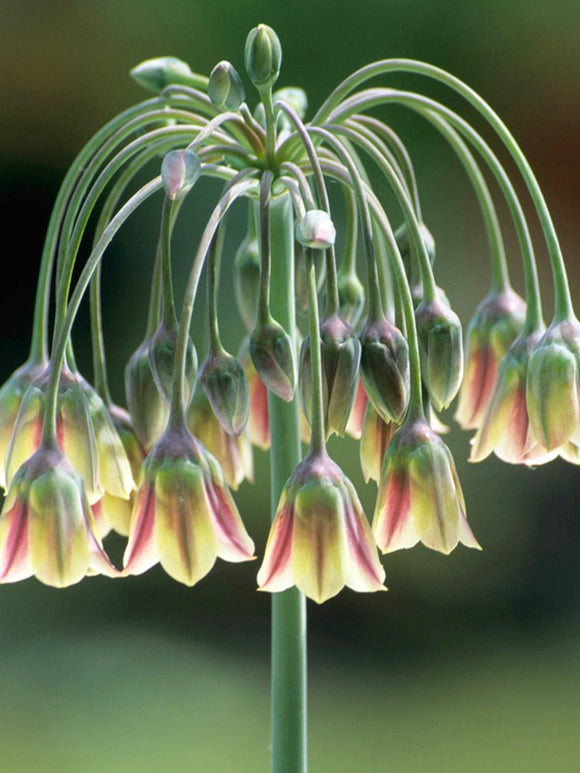Allium Bulgaricum - Summer Bells Allium - DutchGrown Flower Bulbs