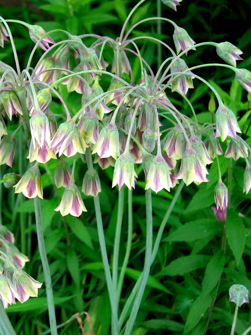 Allium Bulgaricum bulbs