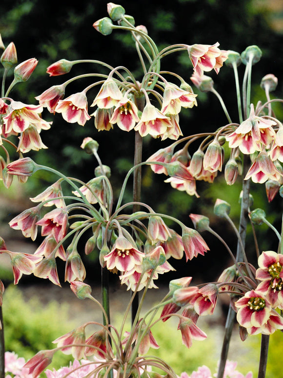 Allium Bulgaricum - Summer Bells Allium - DutchGrown