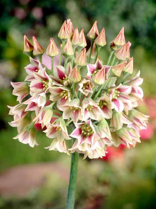 Allium Bulgaricum - Summer Bells Allium 