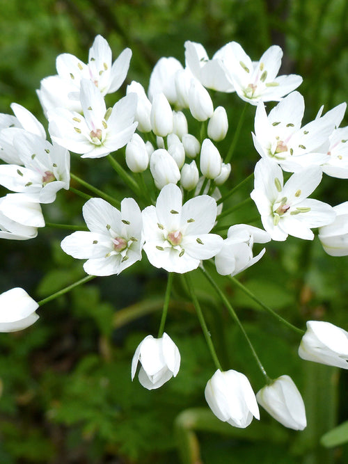 Allium Cowanii - White Allium Flower Bulbs - UK Shipping