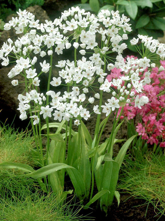 Allium Cowanii - White Allium Flower Bulbs - DutchGrown™