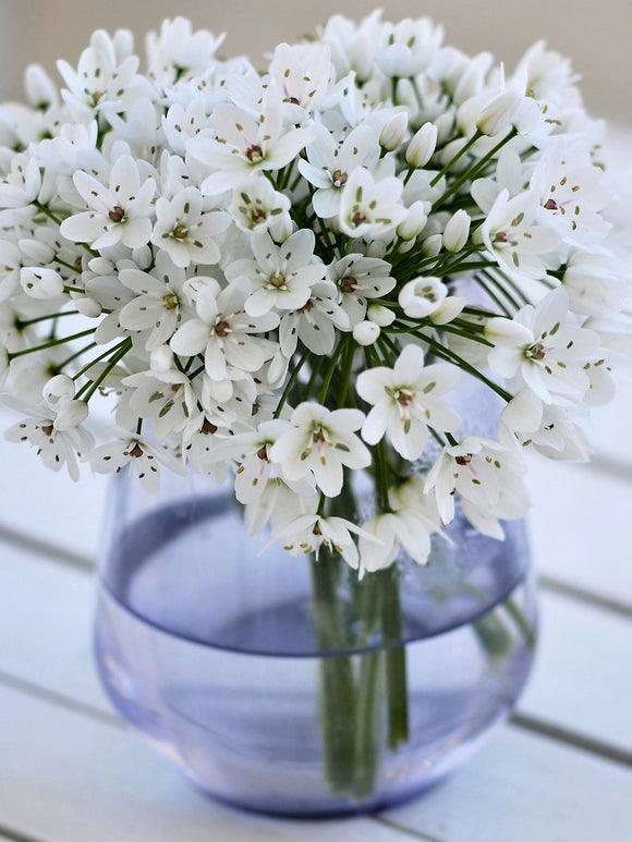 Allium Cowanii, White Allium Flower Bulbs 