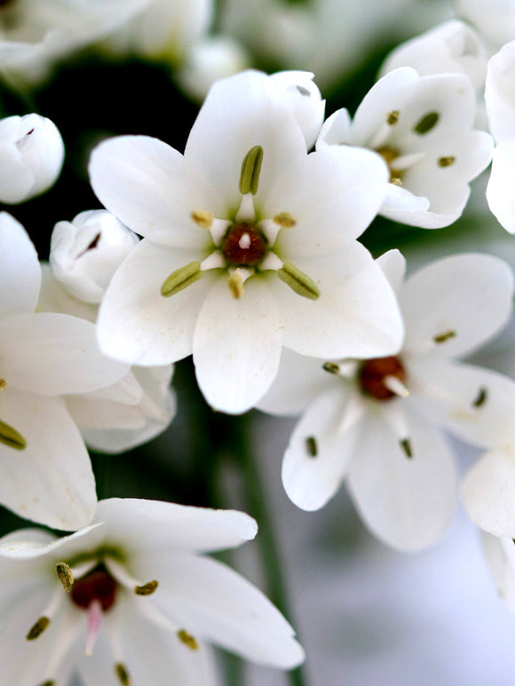 Buy Allium Cowanii - White Allium Flower Bulbs - DutchGrown™