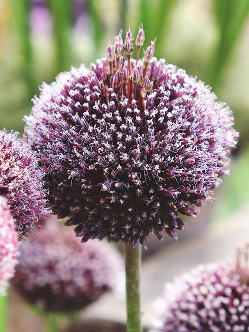 Allium Bulbs Forelock - Autumn Planting and Gardening