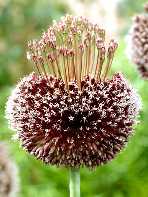 Allium Bulbs Forelock - Autumn Planting and Gardening