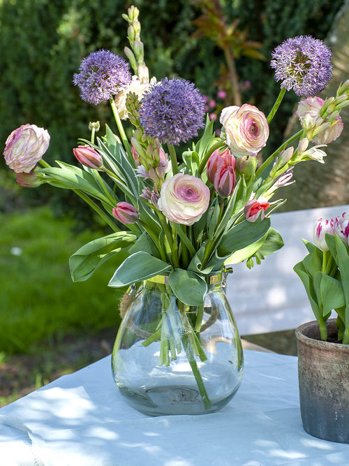 Allium Gladiator Bulbs from Holland